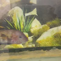 آکواریوم باتمام وسایل وماهی گوشت خوار|ماهی|قزوین, |دیوار