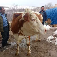 گاو سیمیتال شیری|حیوانات مزرعه|سراجو, |دیوار