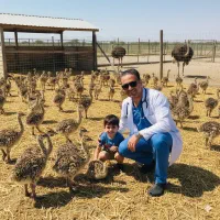 فروش تعاونی شترمرغ یک ماهه