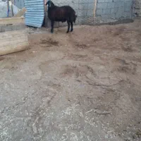 بره قوچ قزل اصل|حیوانات مزرعه|کوهدشت, |دیوار