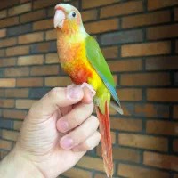 گرینچیک آناناسی اکستریم رد|پرنده|تهران, سعادتآباد|دیوار