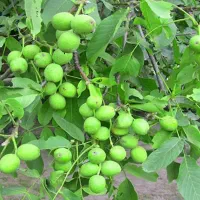 باغ گردو|فروش دفتر صنعتی، کشاورزی، تجاری|نهاوند, |دیوار