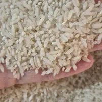 طارم هاشمی اقتصادی