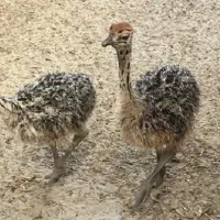 فروش جوجه شترمرغ هچری گردن ابی|حیوانات مزرعه|یزد, |دیوار