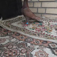 کبوتر رنگی سرخ کله ای دمبی پرشی دورگ پلاکی