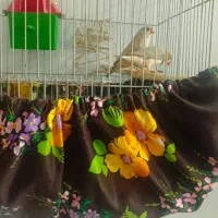 فنچ|پرنده|شیراز, رازی|دیوار