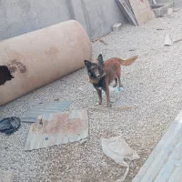 سگ ژرمن|سگ|آبپخش, |دیوار