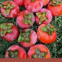 نهالستان گردو های پیوندی و اصلاح شده‌|خدمات باغبانی و درختکاری|شیراز, آزادی|دیوار
