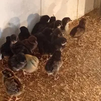 فروش ۵۰ عدد جوجه عربی|حیوانات مزرعه|رامشیر, |دیوار