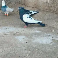 سینه ای سیاه ماده درشت