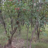 فروش زمین ۴۴۰ متری در هشتگرد|فروش زمین و ملک کلنگی|کرج, برغان|دیوار