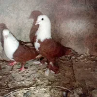 ۲ جفت کبوتر کربلایی