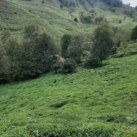 اجاره ویلا کوهپایه ای جنگلی