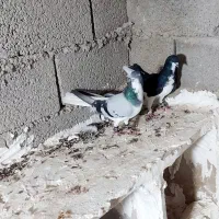 کبوترشهری|پرنده|بوشهر, |دیوار