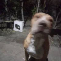 سگ پیت بول بعلت جابجایی