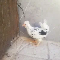جوجه گلین