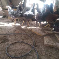 جوجه محلی