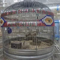 سهره خاکی قفس طرقه