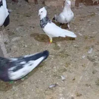 گوریه|پرنده|شوشتر, |دیوار