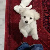 سگ ۳ماهه سالم نژاد اشپیتز واگذار میشه