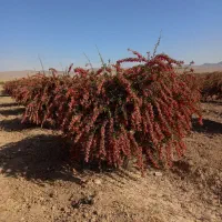 زرشک تازه