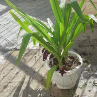 دو عدد گل سوسن عنکبوتی تولید خانگی در یک گلدان|گل و گیاه طبیعی|تهران, آسمان|دیوار