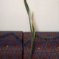 سانس ریشه لخت