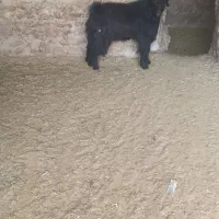 یه راس بزغاله ترکی|حیوانات مزرعه|فامنین, |دیوار