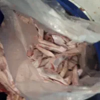 ضایعات مرغ