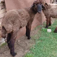 بره نر پای پروار