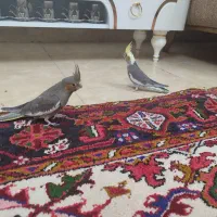 عروس هلندی|پرنده|سهند, |دیوار