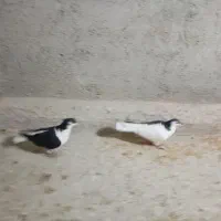 کبوتر ساده با چپ