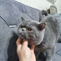 گربه نر اسکاتیش