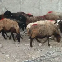 گوسفند آبستن افشار.