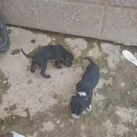 یک عدد توله پویینتر اصل ۳ ماهه نر