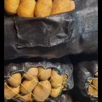 سیب زمینی درجه یک