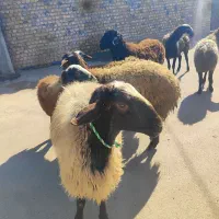 میش وشیشک گوسفند