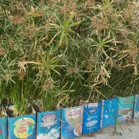 کاکتوس|گل و گیاه طبیعی|شیراز, کوی آزادگان|دیوار