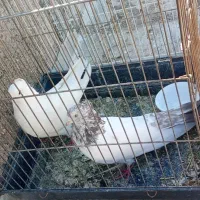 کبوتر سالم|پرنده|فرمهین, |دیوار