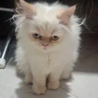 گربه پرشین اصیل|گربه|گنبد کاووس, |دیوار