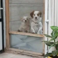 واگذاری پاکوتاه شناسنامه دار نژاد دار|سگ|کاشمر, |دیوار