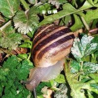 سیم کارت ۰۹۱۳۱۵۷۲۰۰۹ فروشی