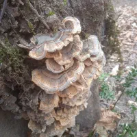 قارچ ترکی تیل بوقلمون|خوردنی و آشامیدنی|تهران, ظفر|دیوار
