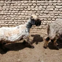 یک عددمیش شیشک ابستن به شرط