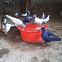 همه رنگ فروشی|پرنده|هشترود, |دیوار