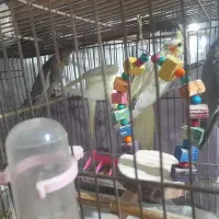 پرنده|پرنده|نسیم‌شهر, |دیوار