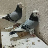 کفتر شازده پسره نر|پرنده|مسجد سلیمان, |دیوار