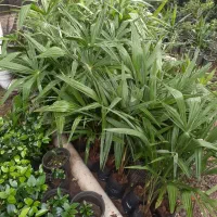 پالم لاتانیا نایلکسی