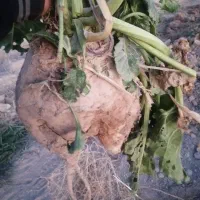 چغندر دامی|حراج|چناران, |دیوار