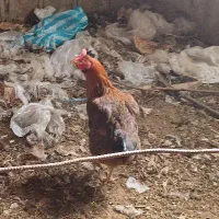 مرغ محلی تو پر